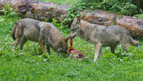 Немецкие учёные нашли способ избавиться от волков